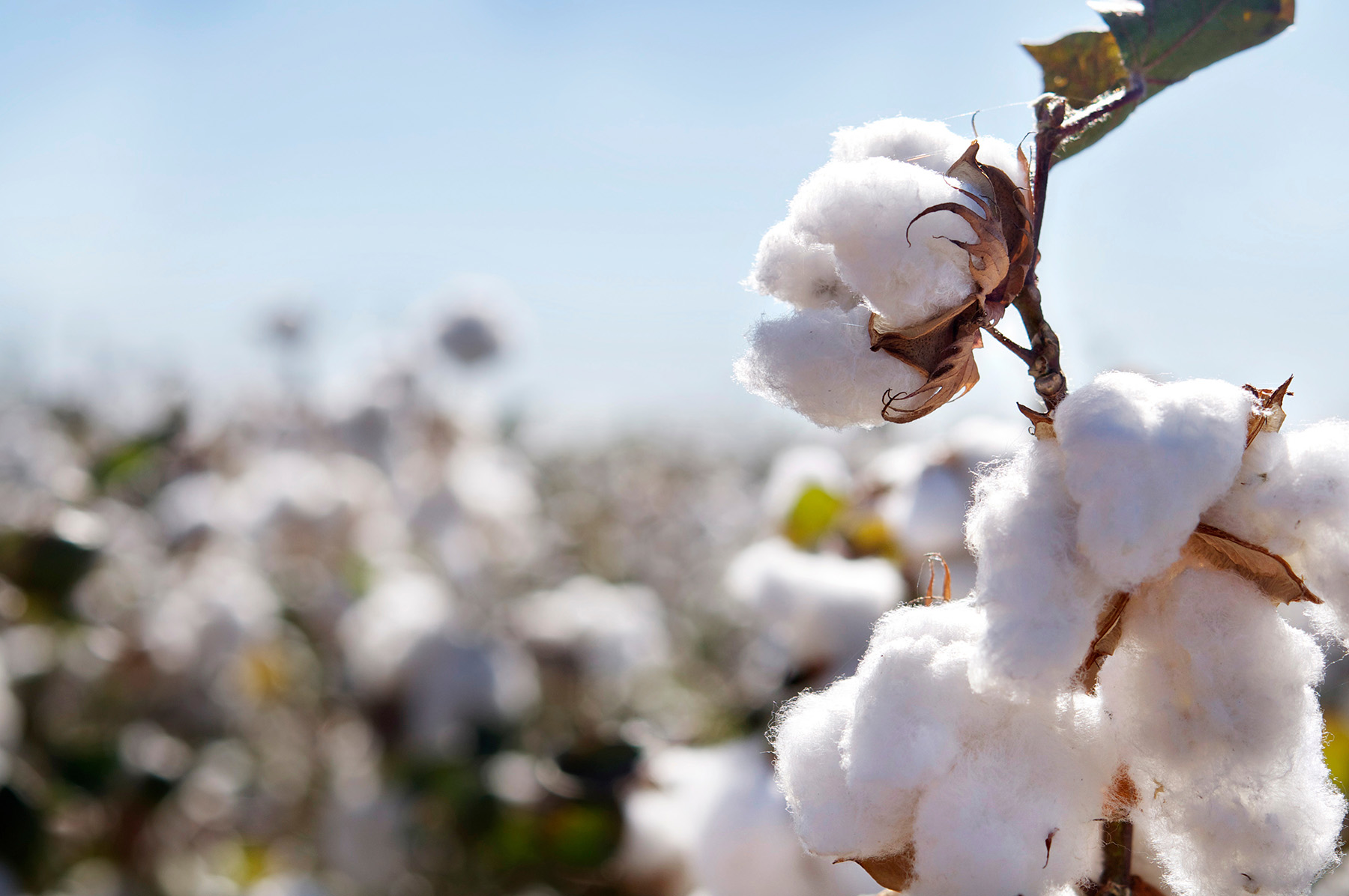 A single stalk of cotton in the forground with a field of cotton, out of focus, behind it.