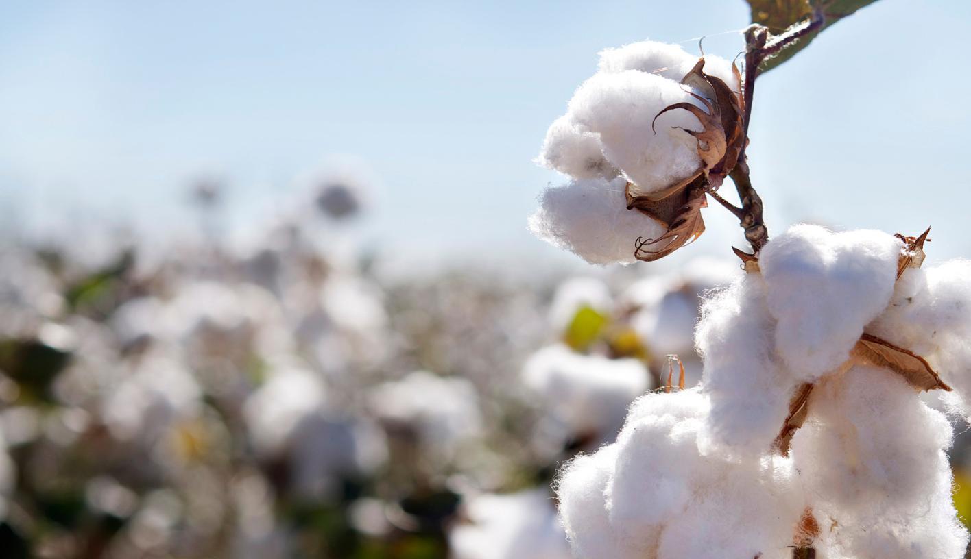 A single stalk of cotton in the forground with a field of cotton, out of focus, behind it.