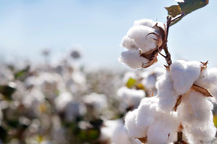A single stalk of cotton in the forground with a field of cotton, out of focus, behind it.
