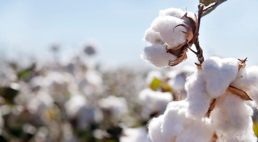A single stalk of cotton in the forground with a field of cotton, out of focus, behind it.