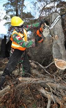 A Forrestry Worker with a chainsaw
