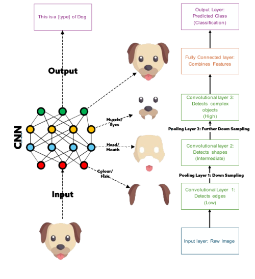 Diagram showing simplified hierarchical feature extraction in a convolutional neural network using a dog image. The process begins with a raw input image, then moves through convolutional layers that detect edges, shapes and complex objects, with pooling layers used for down sampling. Extracted features such as colour, fur, hair, head, mouth, muzzle and eyes are combined by a fully connected layer to produce an output classification: “This is a [type] of dog.”